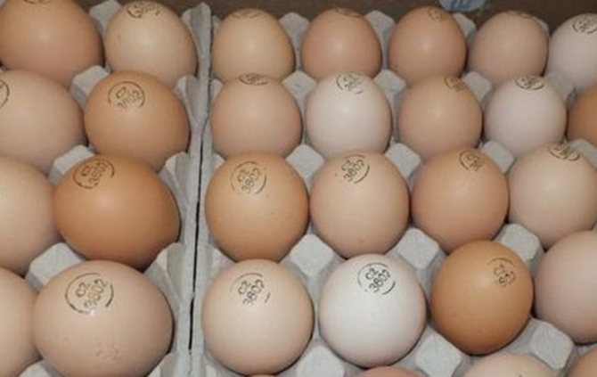 Инкубационные яйца мастер грей
