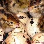 Инкубация яиц перепелов в домашних условиях