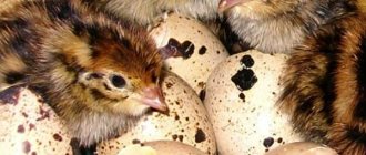 Инкубация яиц перепелов в домашних условиях