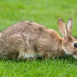 Интересные факты о диких кроликах