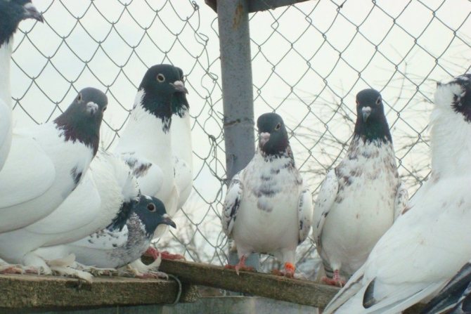 Иранские голуби