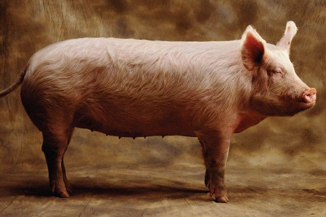 Искусственное осеменение свиней