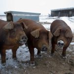 История свиноводства