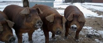 История свиноводства