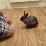 как дрессировать кролика
