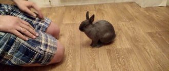 как дрессировать кролика