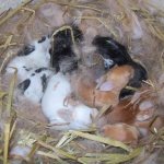 Как крольчиха кормит крольчат: сколько раз в сутки, сколько дней: советы опытных кролиководов. Когда можно отсаживать? Сколько крольчат способна вскормить крольчиха. Как вообще определить сыты ли кролики, как еще можно заменить молоко крольчихи.