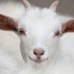 Как определит возраст козы