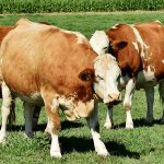 Как открыть свой бизнес по разведению бычков на мясо с нуля