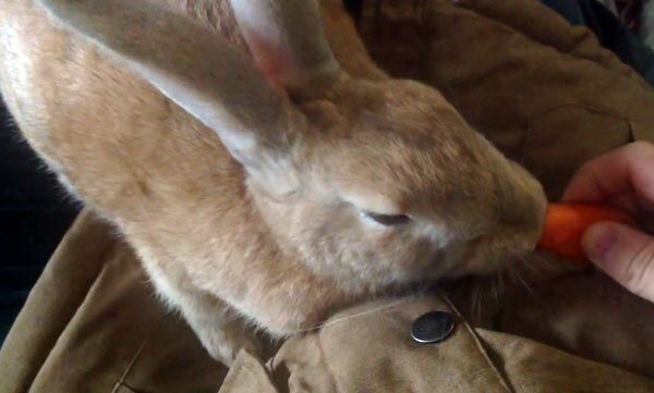 Как приручить и дрессировать кролика