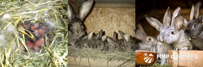 Как разводить кроликов зимой