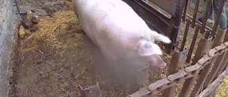 Как резать свинью подробно