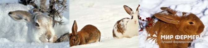 Как содержать кроликов зимой
