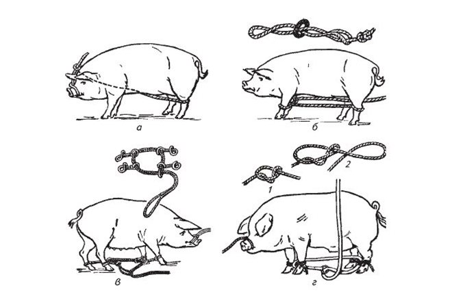 Как связать свинью