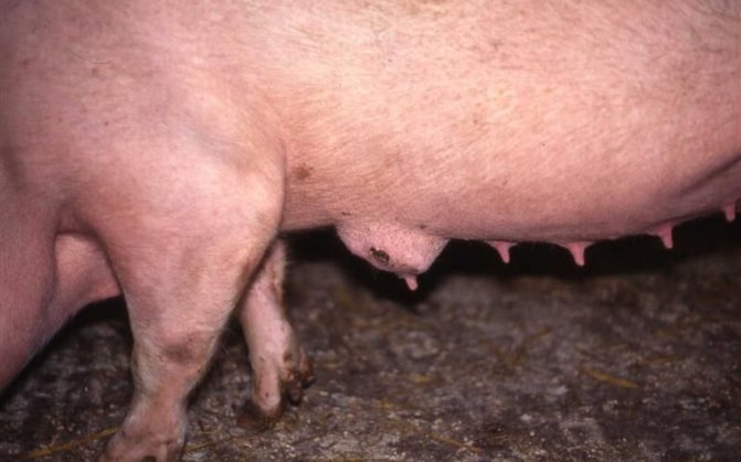Как узнать что свинья в охоте и как она проходит?