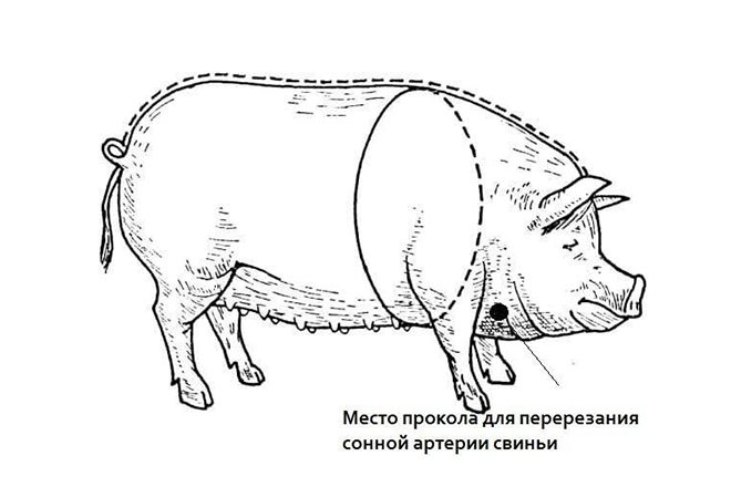 Как заколоть свинью в шею