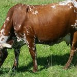 Как запустить корову перед отёлом || Запуск коров перед отелом препараты для запуска