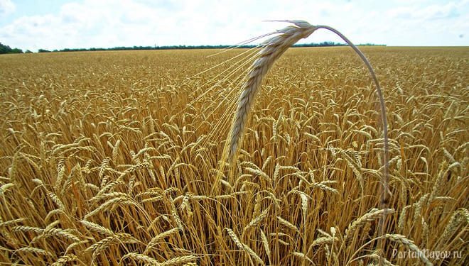 Как зреет пшеница