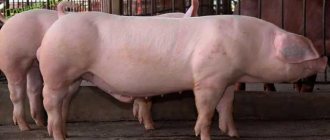 Какая порода свиней самая выгодная для выращивания