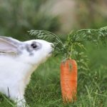 Какие витамины нужны кролику
