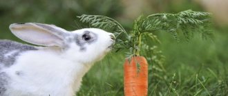 Какие витамины нужны кролику