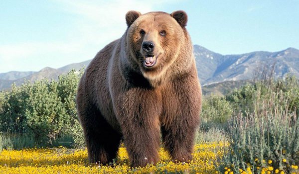какой размер члена у медведя