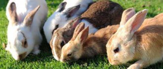 Какой травой можно кормить кроликов