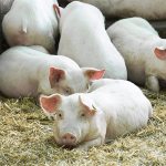 Каннибализм у свиней, причины и меры профилактики