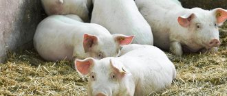 Каннибализм у свиней, причины и меры профилактики
