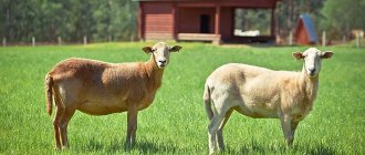 Катумская порода овец