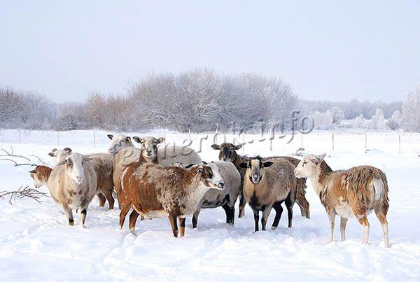 Катумские овцы могут выращиваться и в северных регионах России