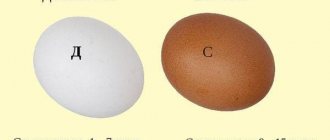 Классификация яиц