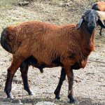 коричневая курдючная овца