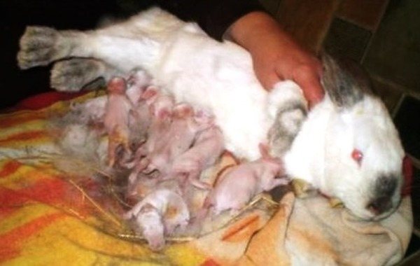 Кормление новорожденных крольчат