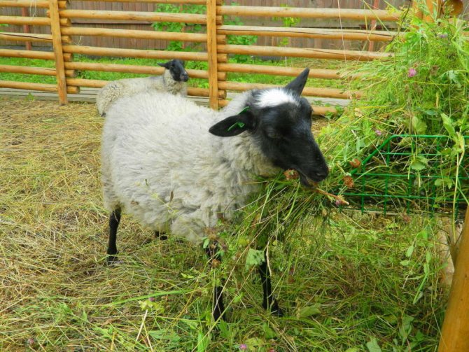 Кормление романовской овцы