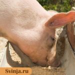 Кормление свиней сухим кормом