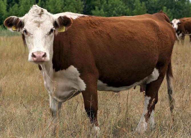 Корова без рог