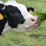 Корова ест траву