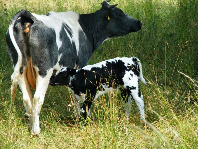 Корова и теленок