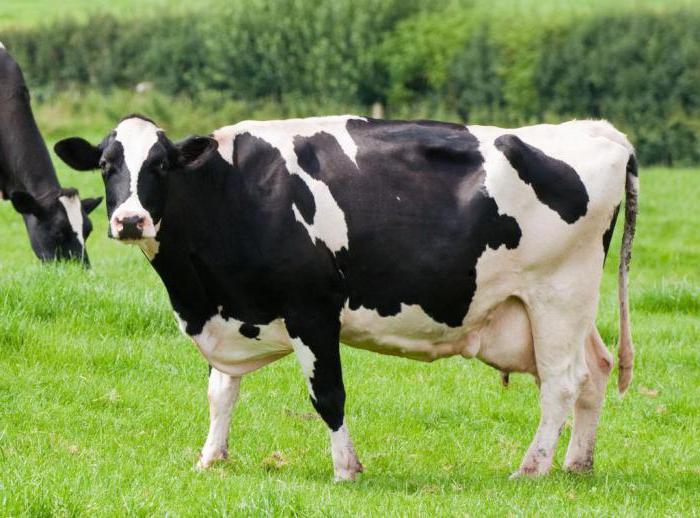 корова отелилась раньше срока и нет молока
