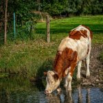Корова пьет речную воду
