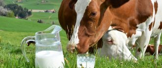 Коровы и молоко
