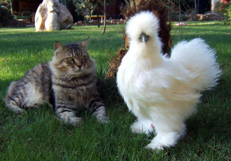 Кот и китайская шелковая курица