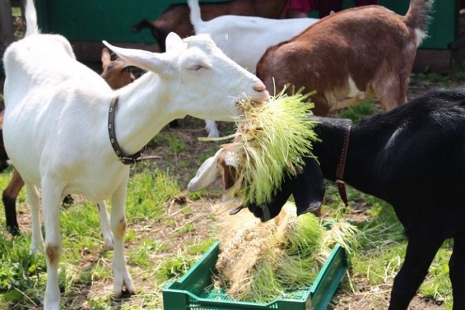коза ест траву из кормушки