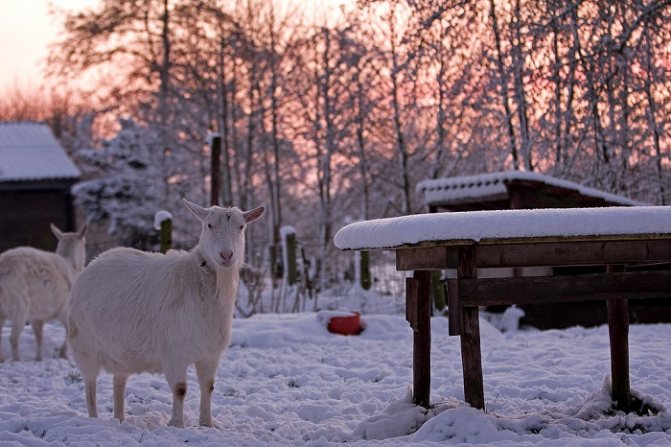 коза зимой