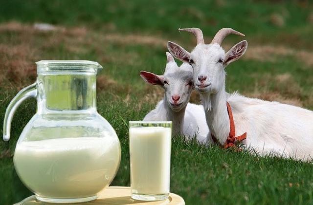 Козье молоко: польза и вред для ребенка