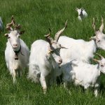 козы на лугу