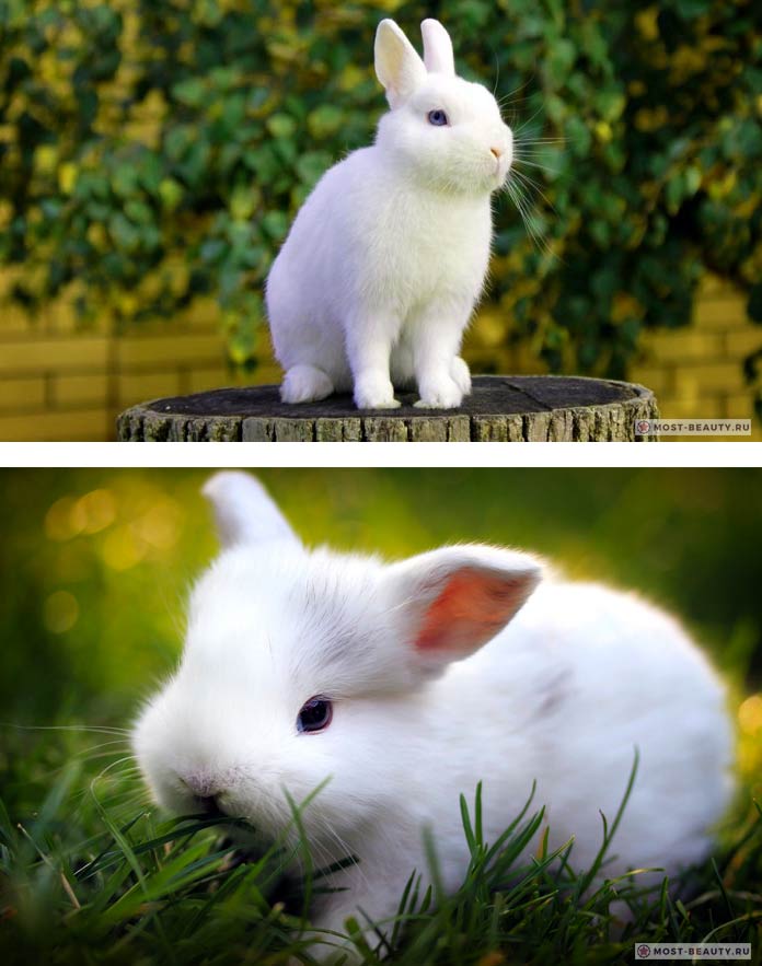 Красивые кролики: Гермелин