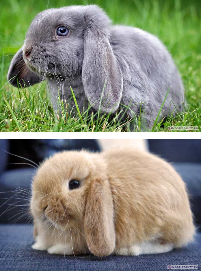Красивые кролики: Карликовый баран