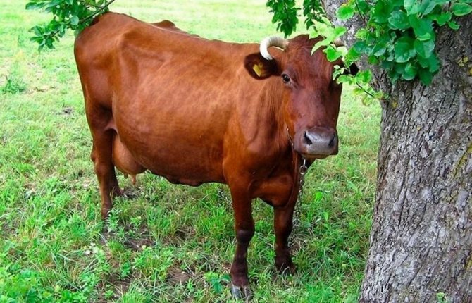 Красная гобатовская корова